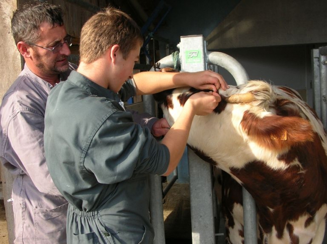 Secteur professionnel : Agriculture-Elevage